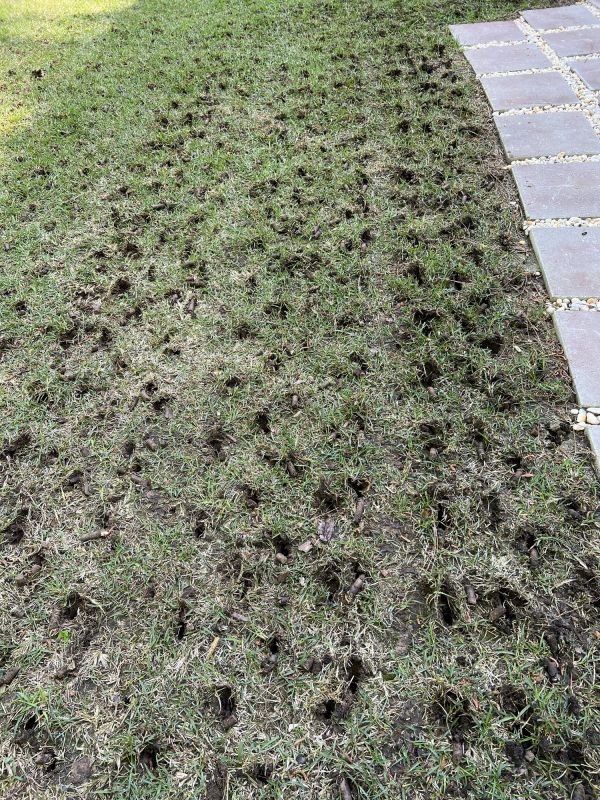 Lawn After Aeration