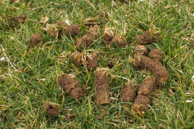 Aeration Helps Prevent Soil Compaction!