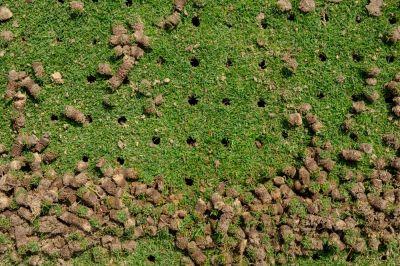 Aeration Involves Creating Holes in the Earth and Removing Small Portions of the Soil!