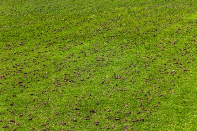 Get Commercial and Residential Aeration Service!